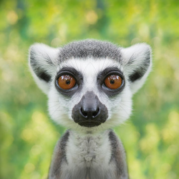 360_F_130063563_HwNH0wzSXTBhU4vxwyTOiY26T9mHvXw3 Lemur